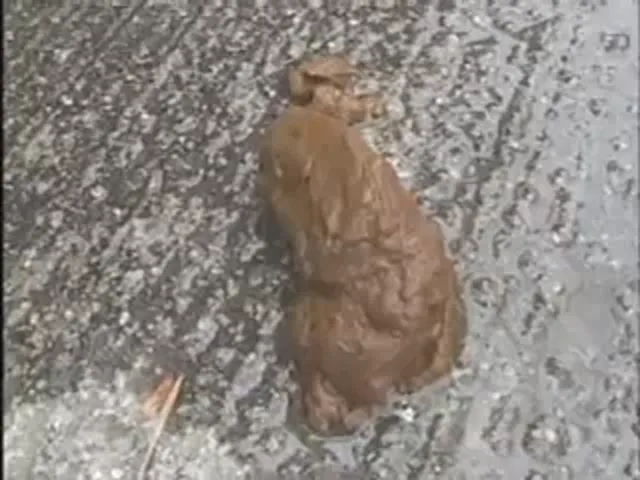 Shitlover Scene