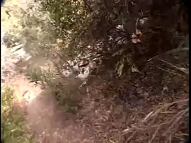 American Woman Blowjob Hardcore Oddities Out Door Sex