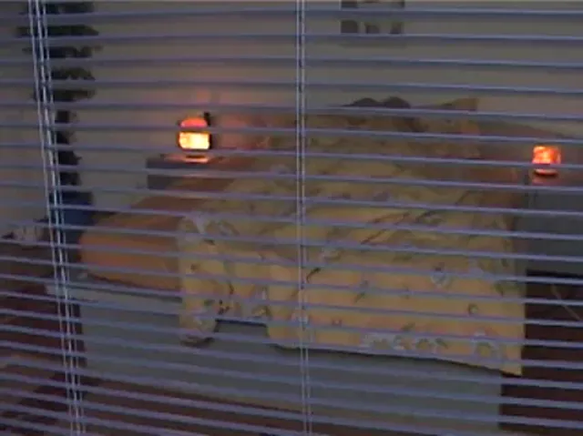 European Woman Blowjob Hardcore Amateur Homemade