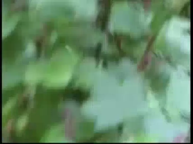 Masturbation Scene