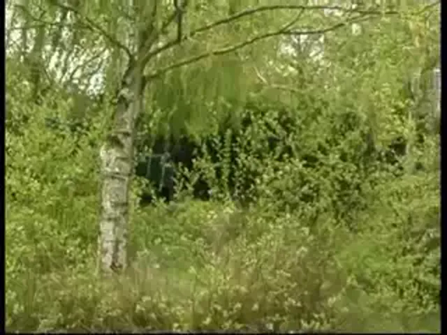 Barely Legal European Anal Blowjob 3p/4p Anal Sex