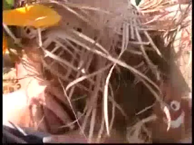 European Woman Blowjob Handjob Out Door Sex