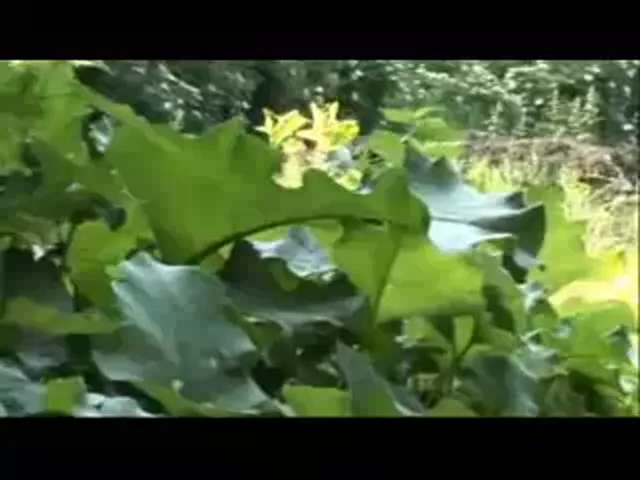 European Woman Blowjob Hardcore