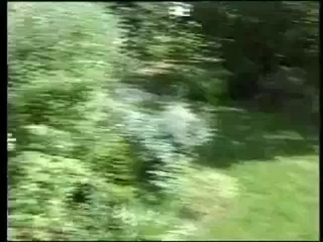Barely Legal European Anal Blowjob 3p/4p Anal Sex
