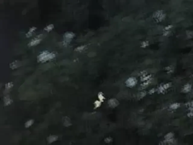Shitlover Scene